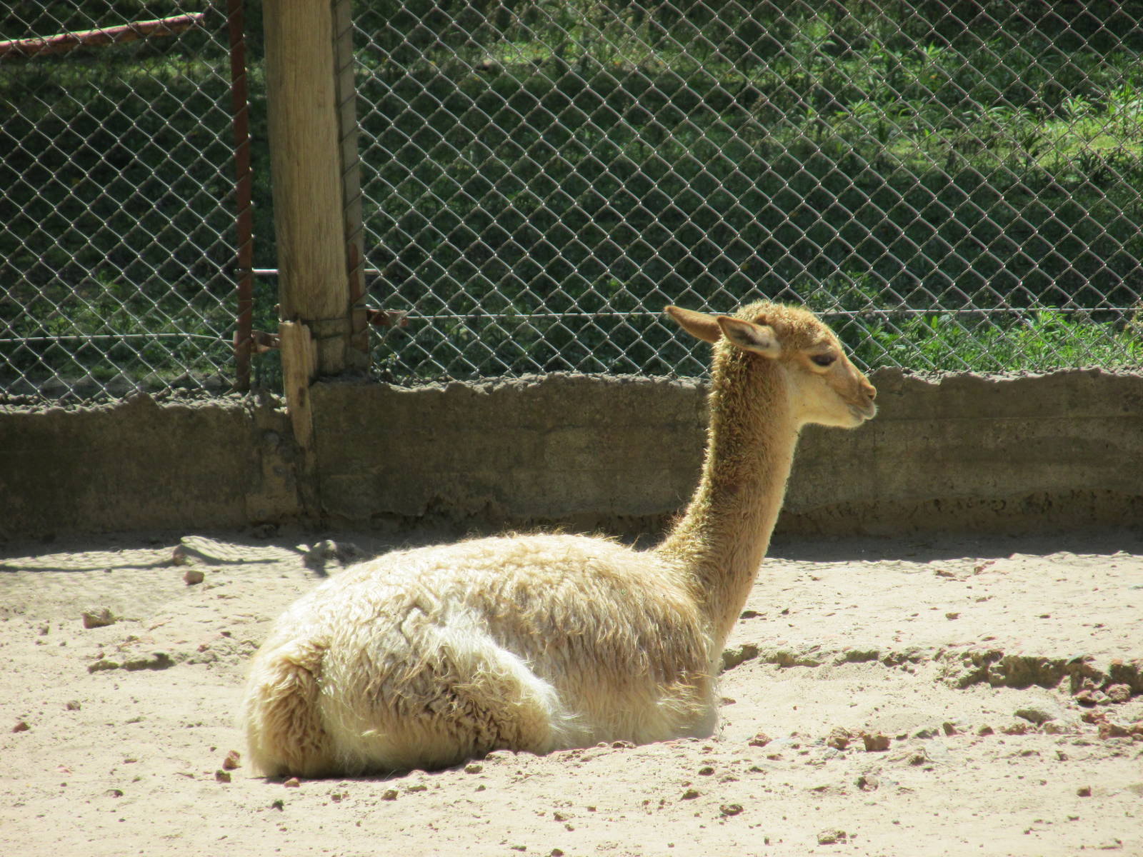 juvenile vicu?a BA zoo