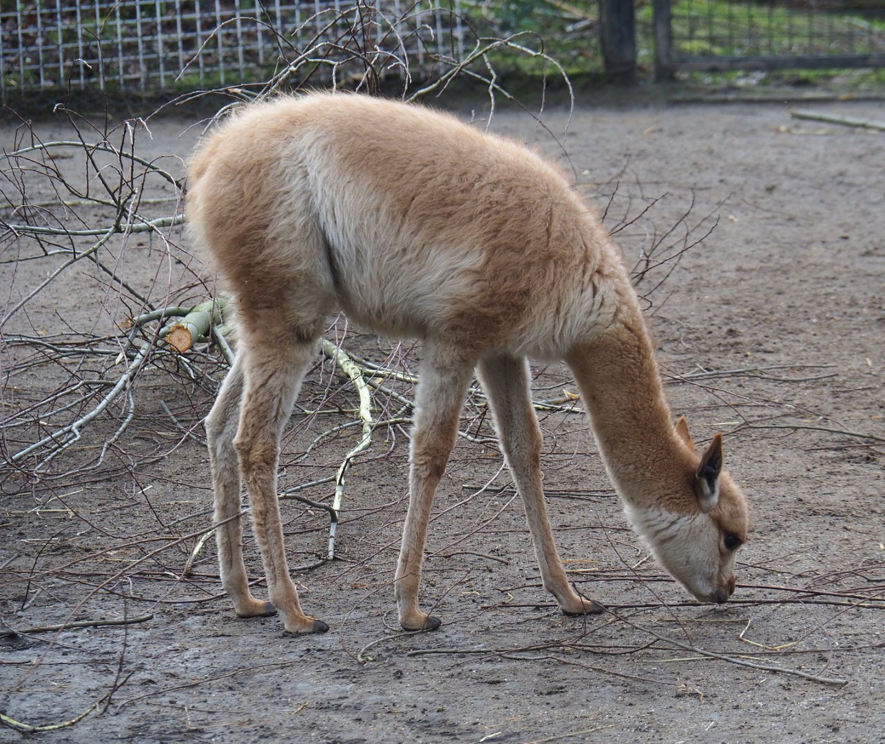 Juvenile vicuña (Vicugna pacos), 2020-01-11