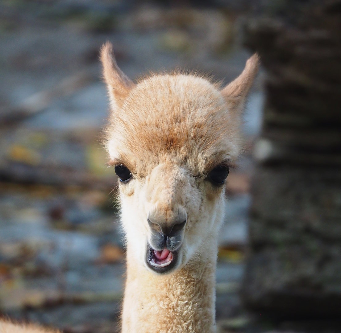 Juvenile Vicuña (Vicugna vicugna), 2022-10-19