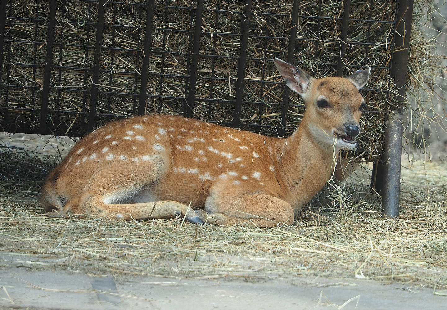 Juvenile Vietnamese sika deer (Cervus hortulorum pseudaxis), 2022-06-12