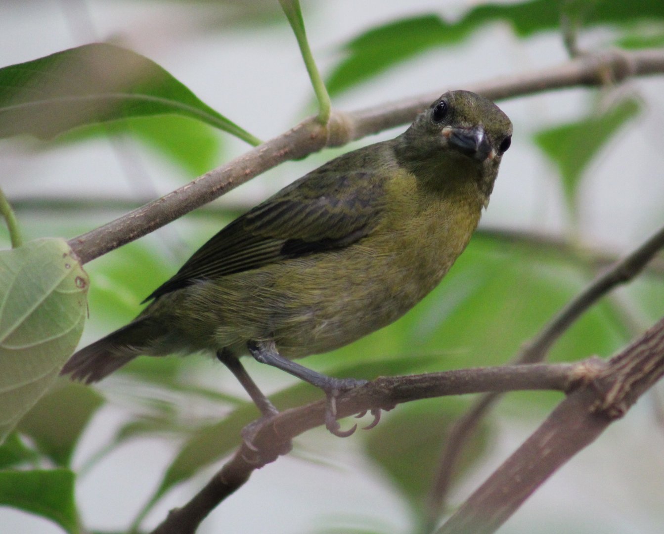 Juvenile Violaceous euphonia
