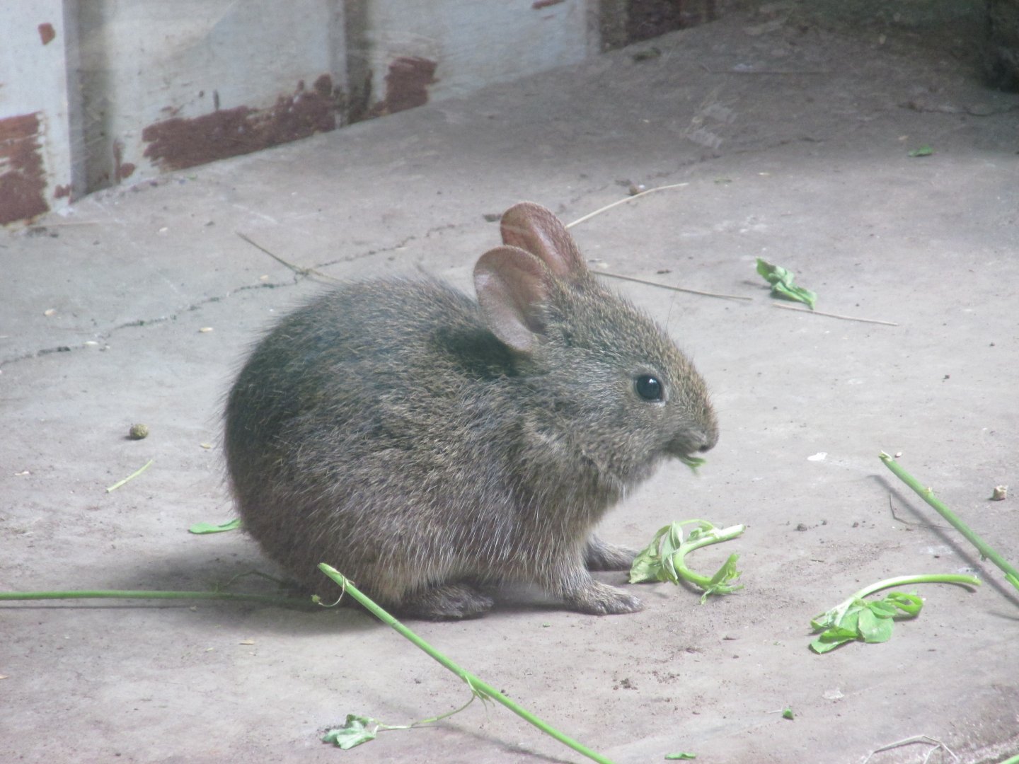 juvenile volcano rabbit or teporingo