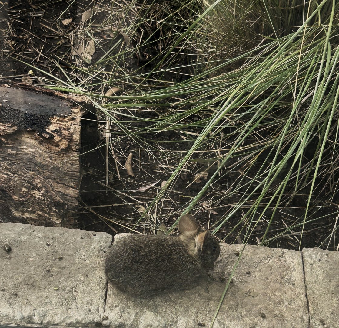 Juvenile Volcano Rabbit