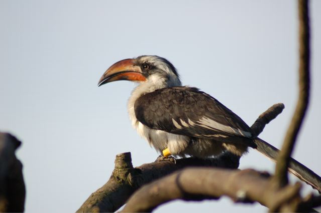 Juvenile Von der Decken's Hornbill