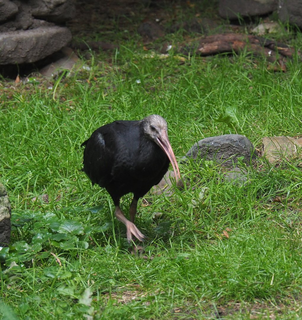 Juvenile Waldrapp (Geronticus eremita), 2021-07-20