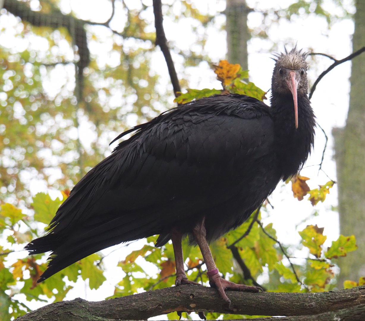 Juvenile Waldrapp (Geronticus eremita), 2021-11-06