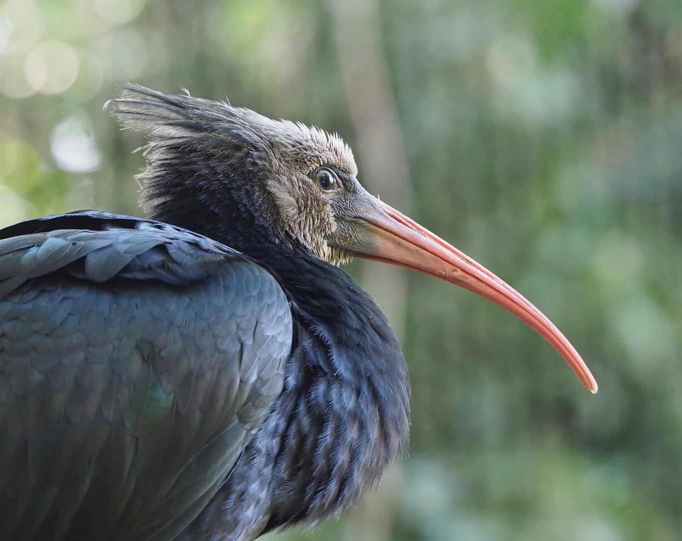 Juvenile Waldrapp (Geronticus eremita), 2022-07-16