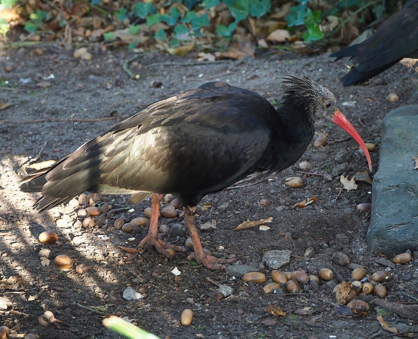 Juvenile Waldrapp (Geronticus eremita), 2022-11-12