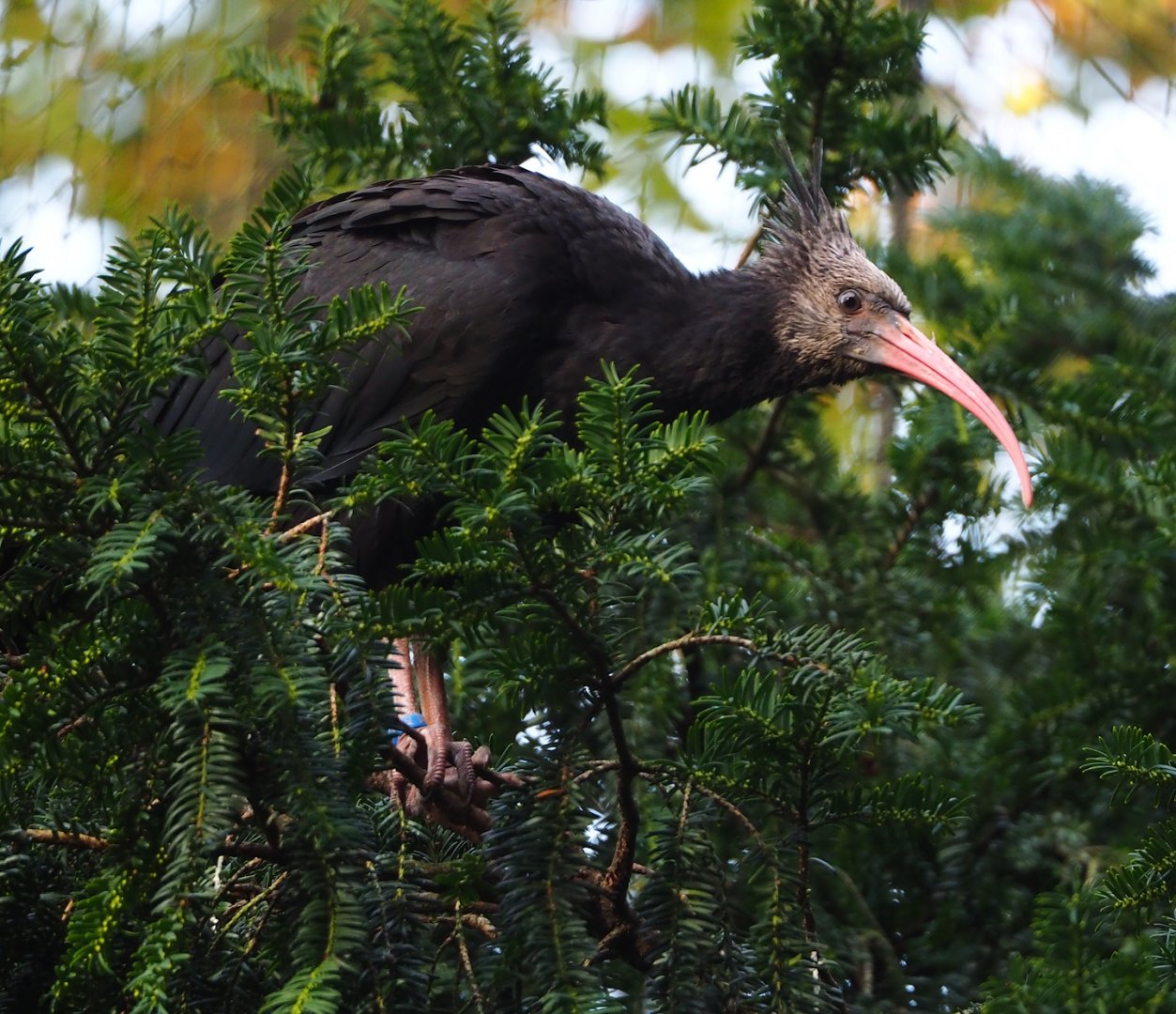 Juvenile Waldrapp (Geronticus eremita), 2023-09-19