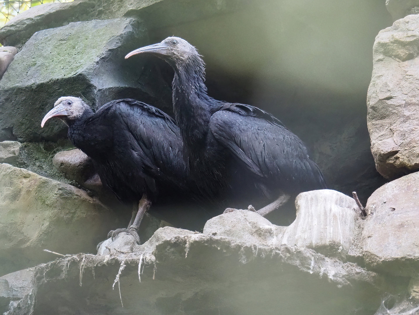 Juvenile Waldrapps (Geronticus eremita), 2022-07-03