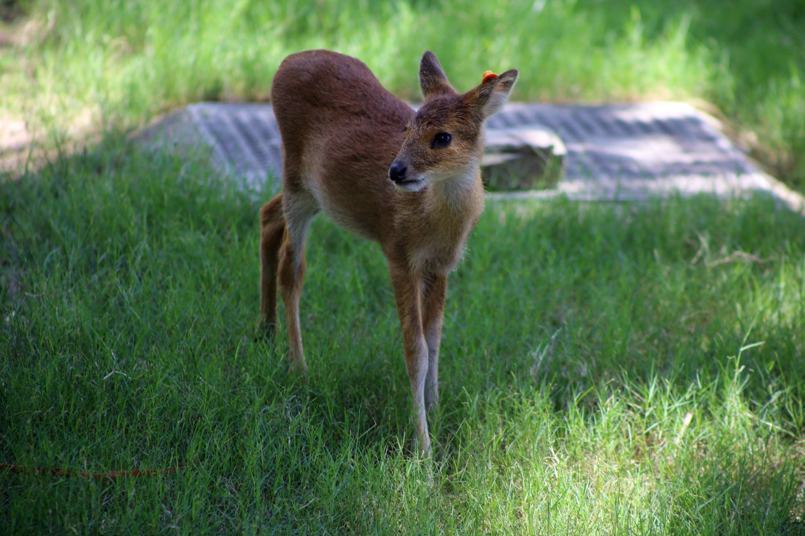 Juvenile Water Deer