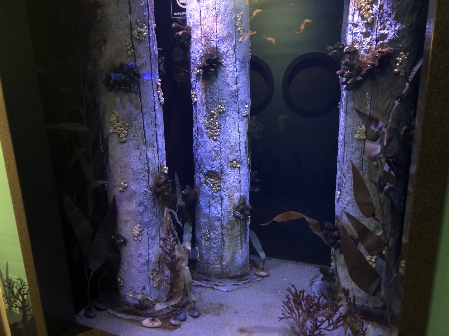 Juvenile weedy sea dragon tank