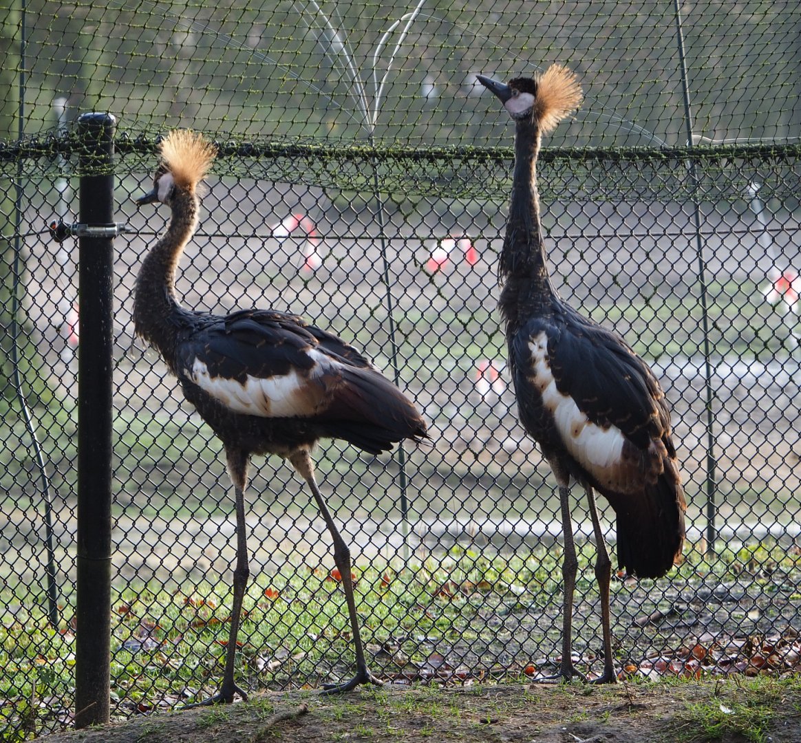 Juvenile Western black crowned cranes (Balearica pavonina pavonina), 2019-12-28