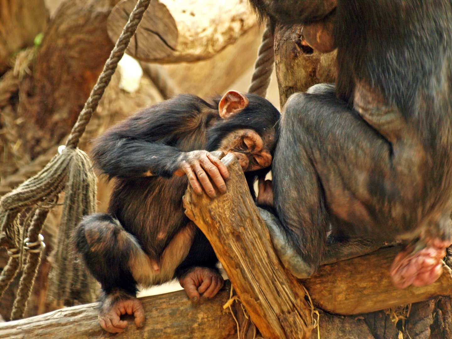 Juvenile Western chimpanzee