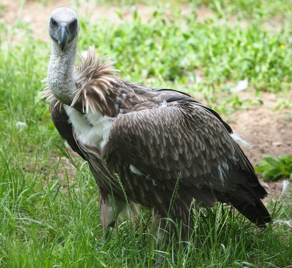 Juvenile Western Eurasian griffon vulture (Gyps fulvus fulvus), 2022-06-12