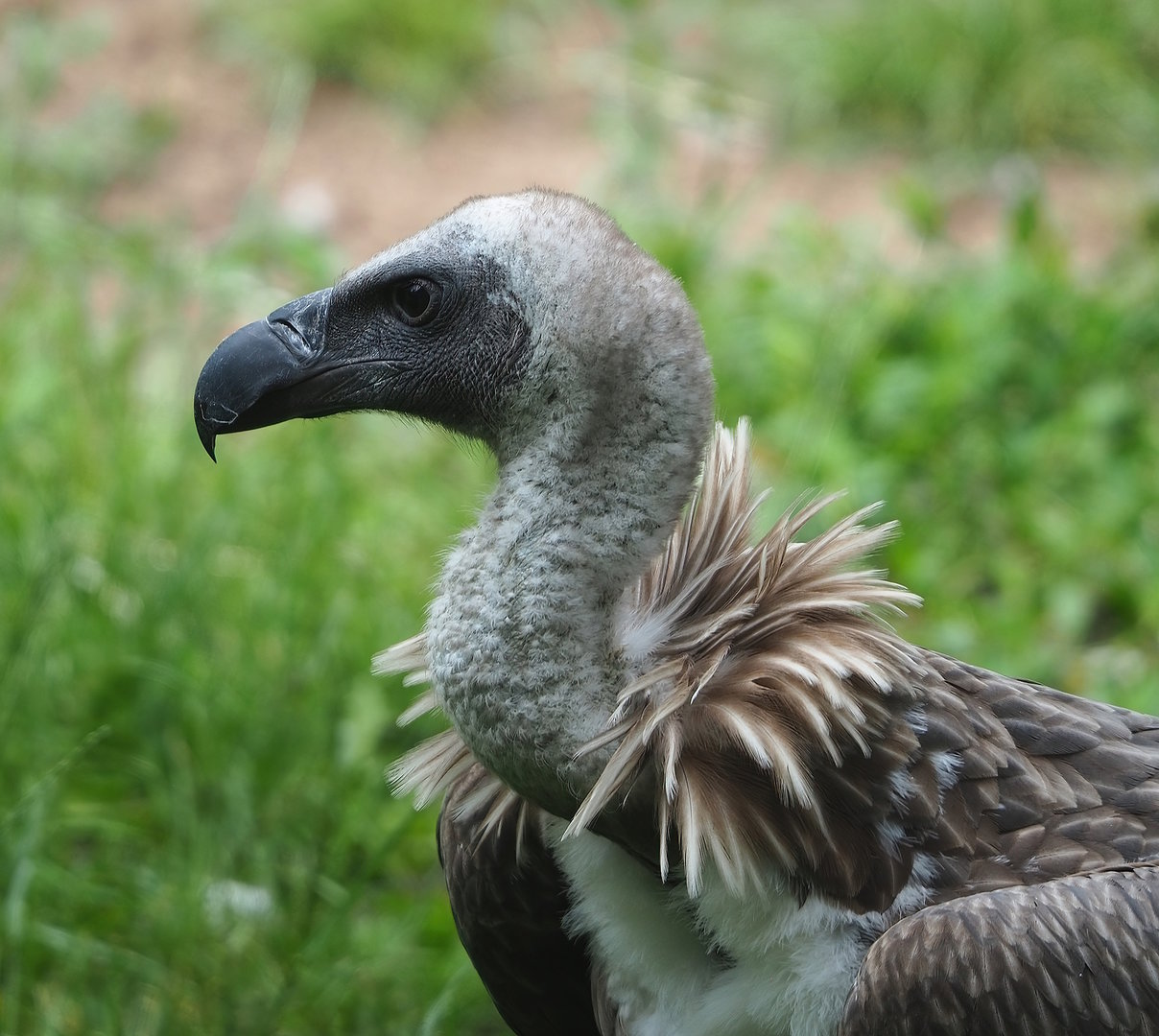 Juvenile Western Eurasian griffon vulture (Gyps fulvus fulvus), 2022-06-12