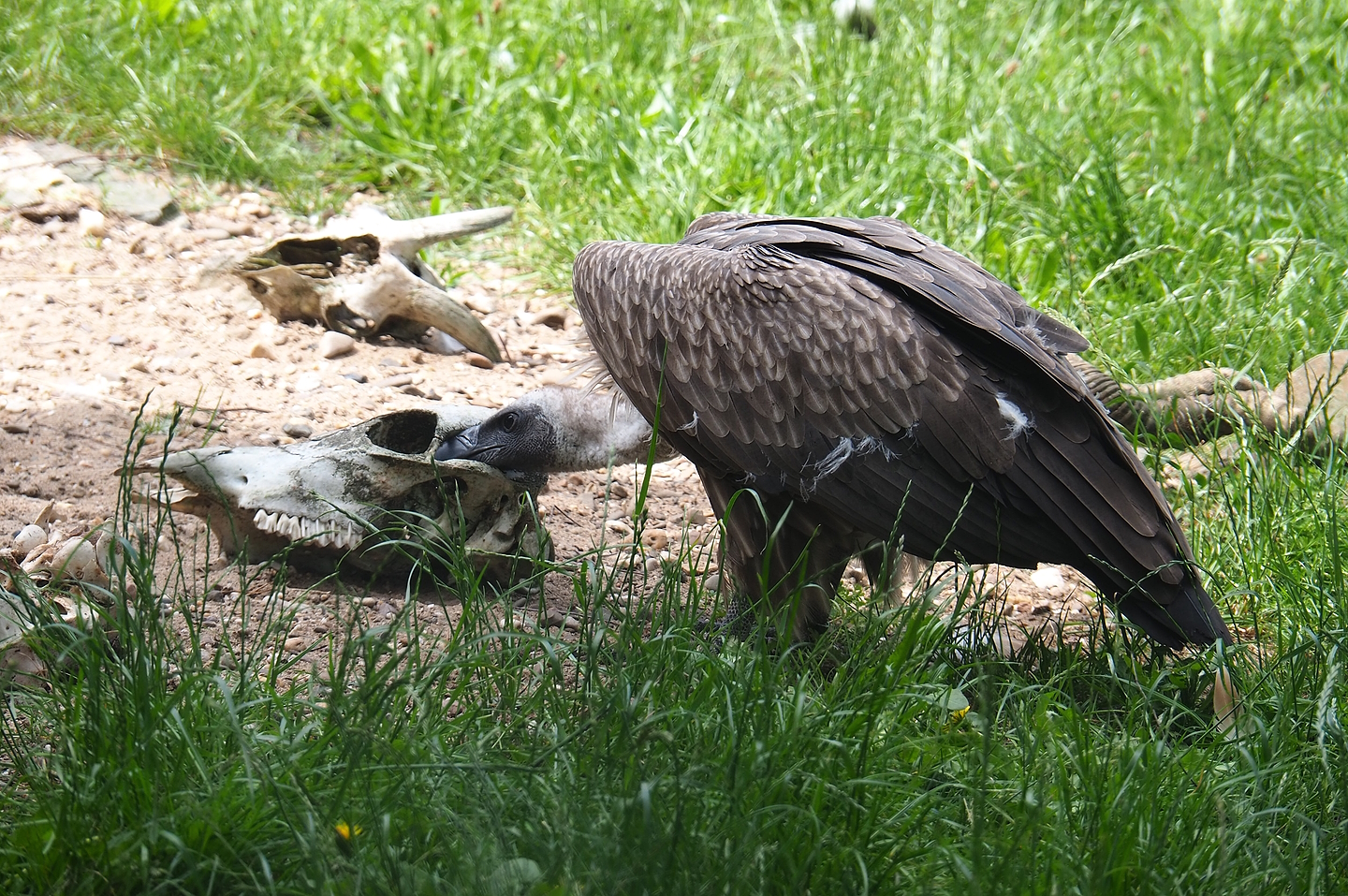 Juvenile Western Eurasian griffon vulture (Gyps fulvus fulvus), 2022-06-12