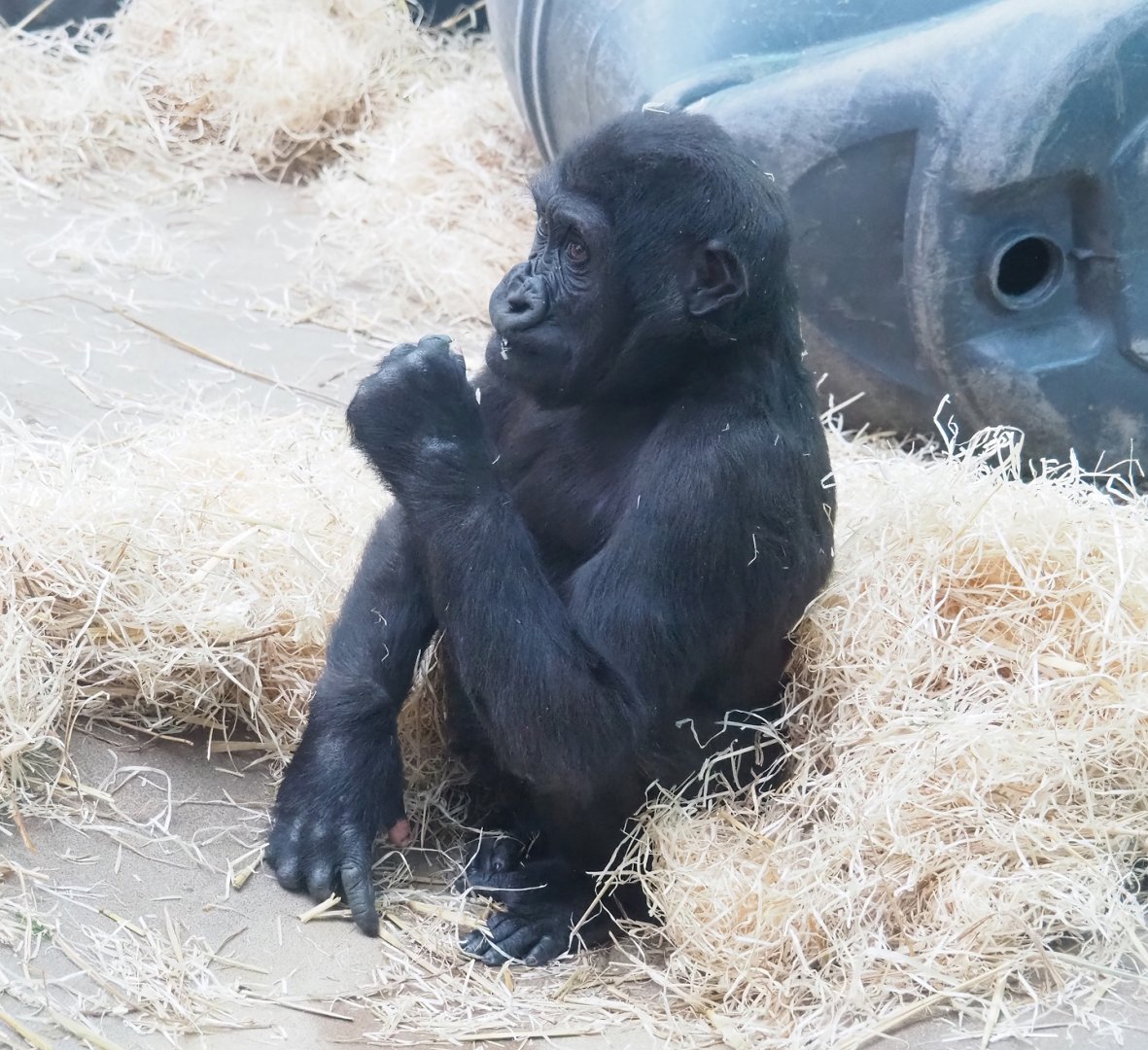 Juvenile Western lowland gorilla (Gorilla gorilla gorilla), 2023-04-08