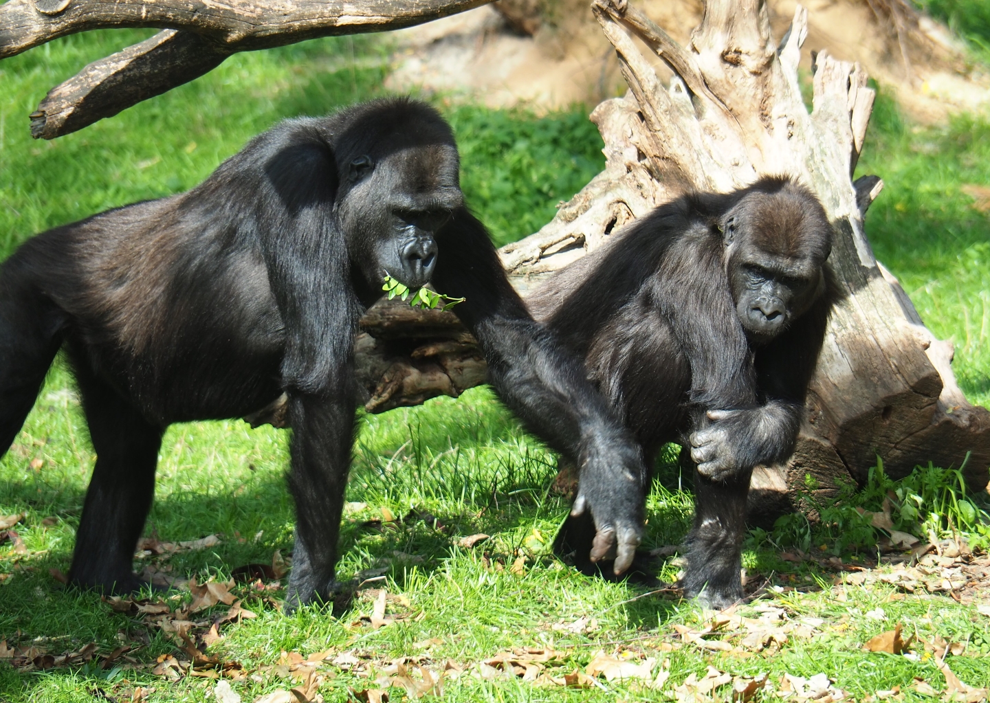 Juvenile Western lowland gorilla (Gorilla gorilla gorilla) having his food taken (Sep 16th, 2018)