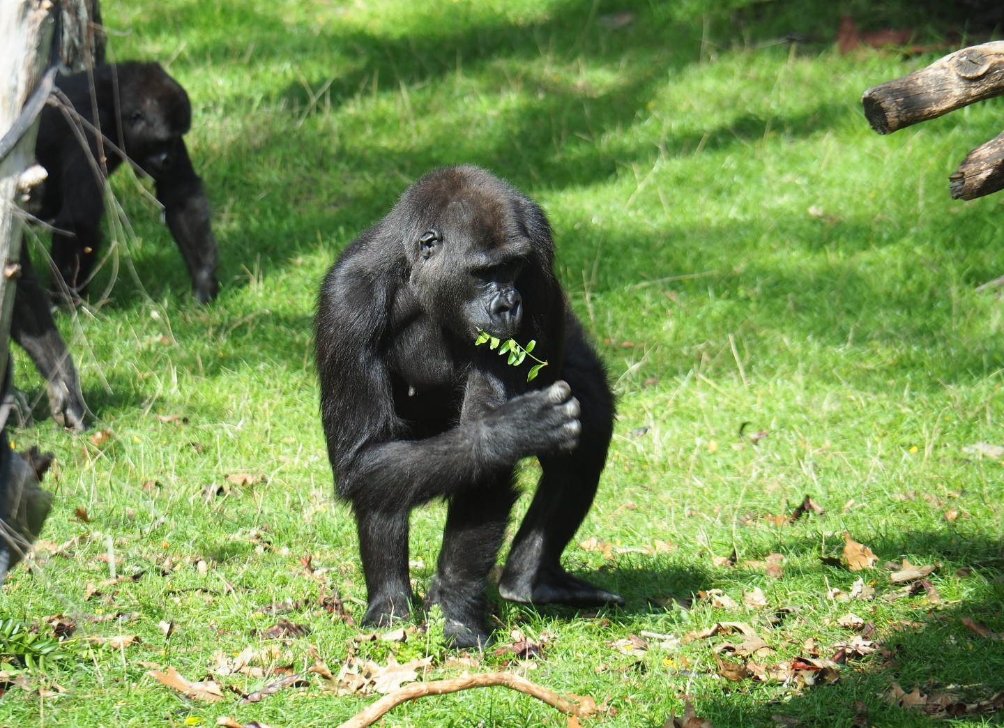 Juvenile Western lowland gorilla (Gorilla gorilla gorilla), Sep 16th, 2018