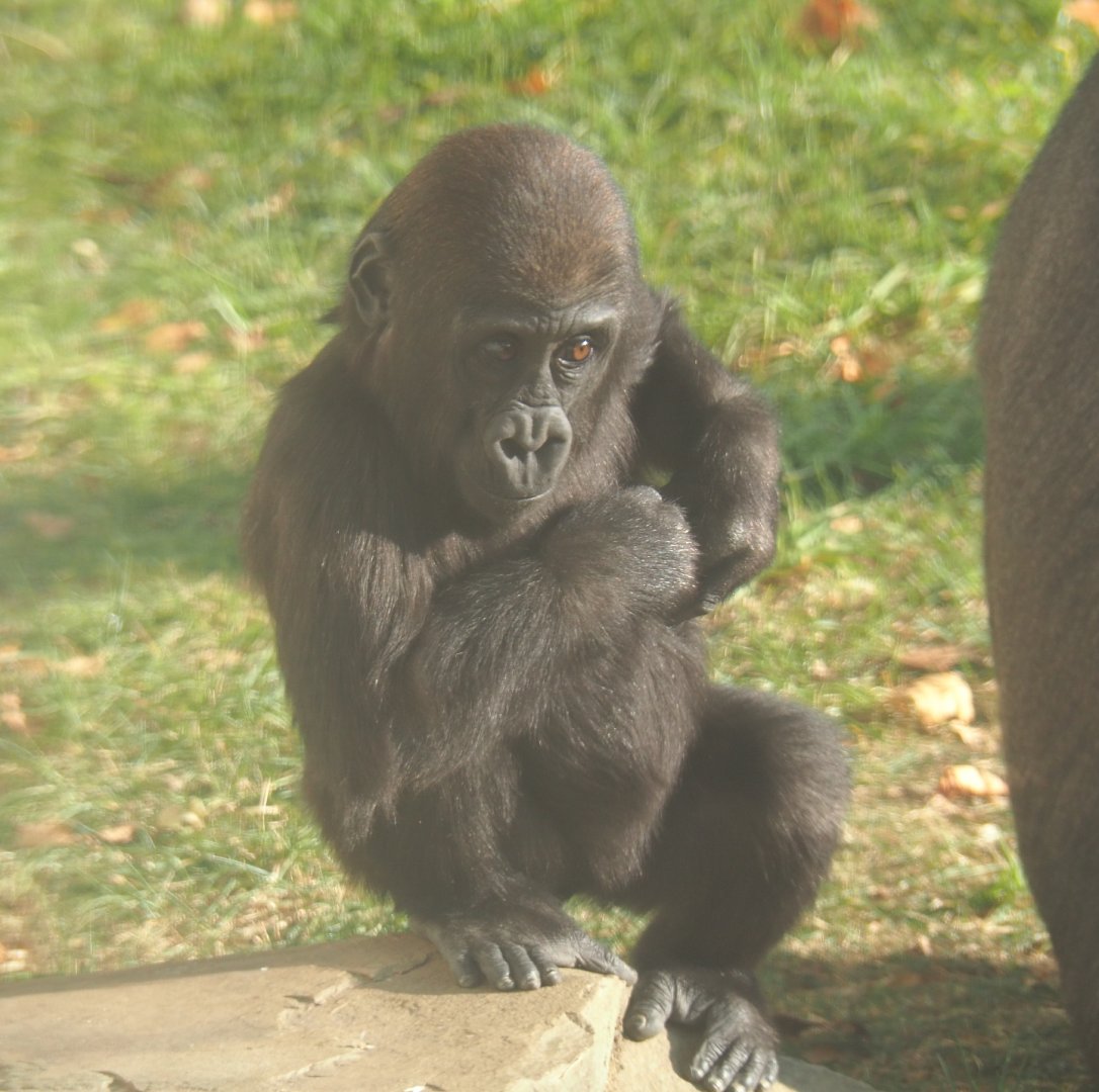 Juvenile Western lowland gorilla Thandie (Gorilla gorilla gorilla), 2020-09-20