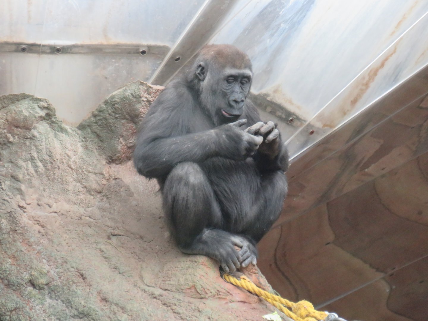 Juvenile western lowland gorilla