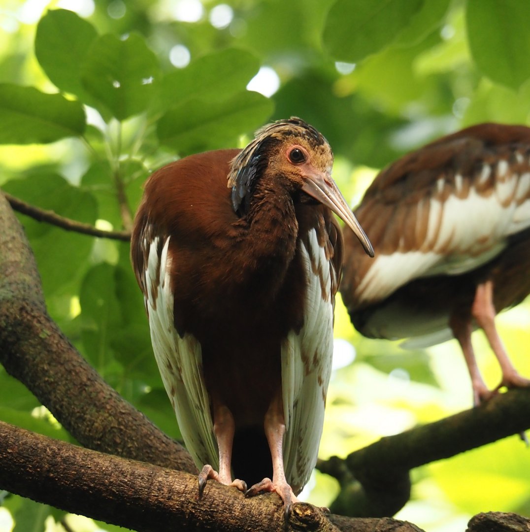 Juvenile Western Madagascar crested ibis (Lophotibis cristata urschi), 2024-06-23