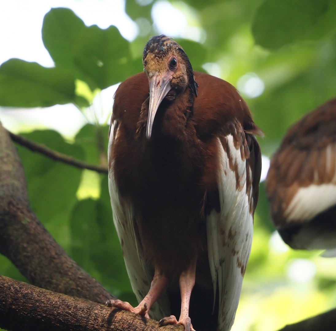 Juvenile Western Madagascar crested ibis (Lophotibis cristata urschi), 2024-06-23