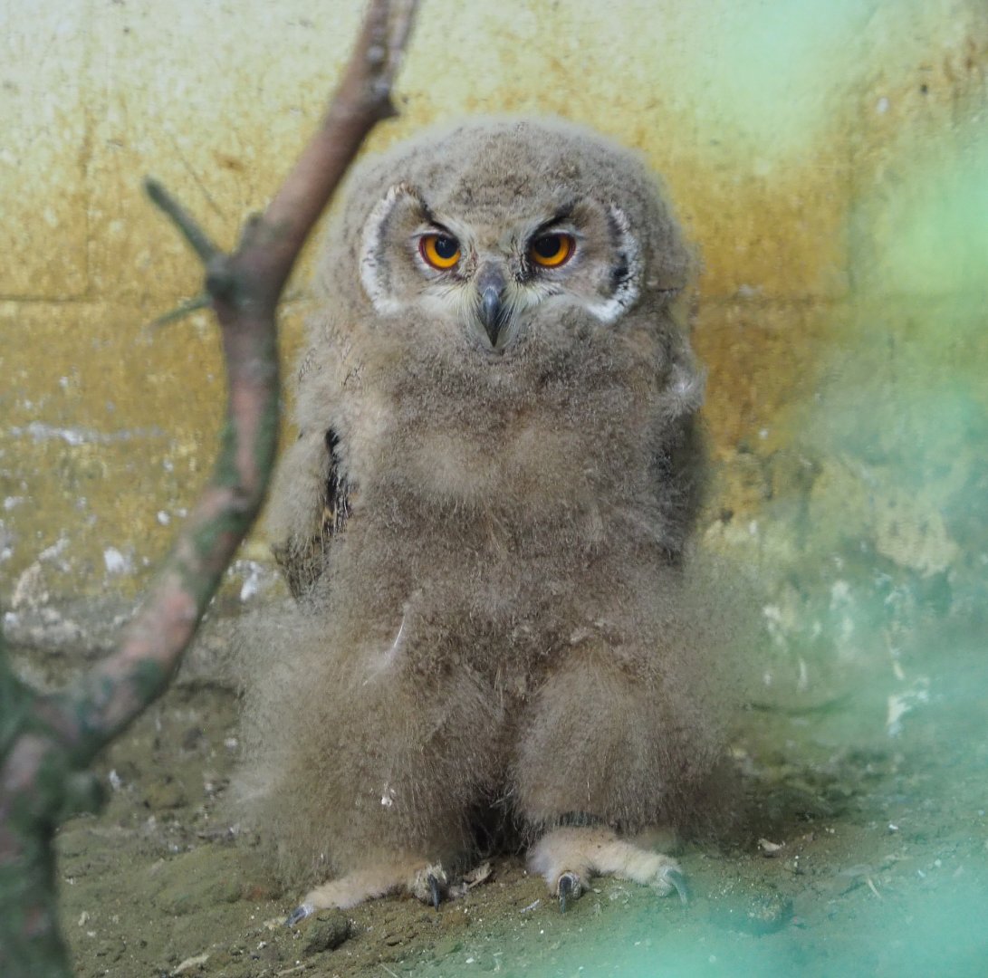 Juvenile Western Siberian eagle-owl (Bubo bubo sibiricus), 2020-06-20