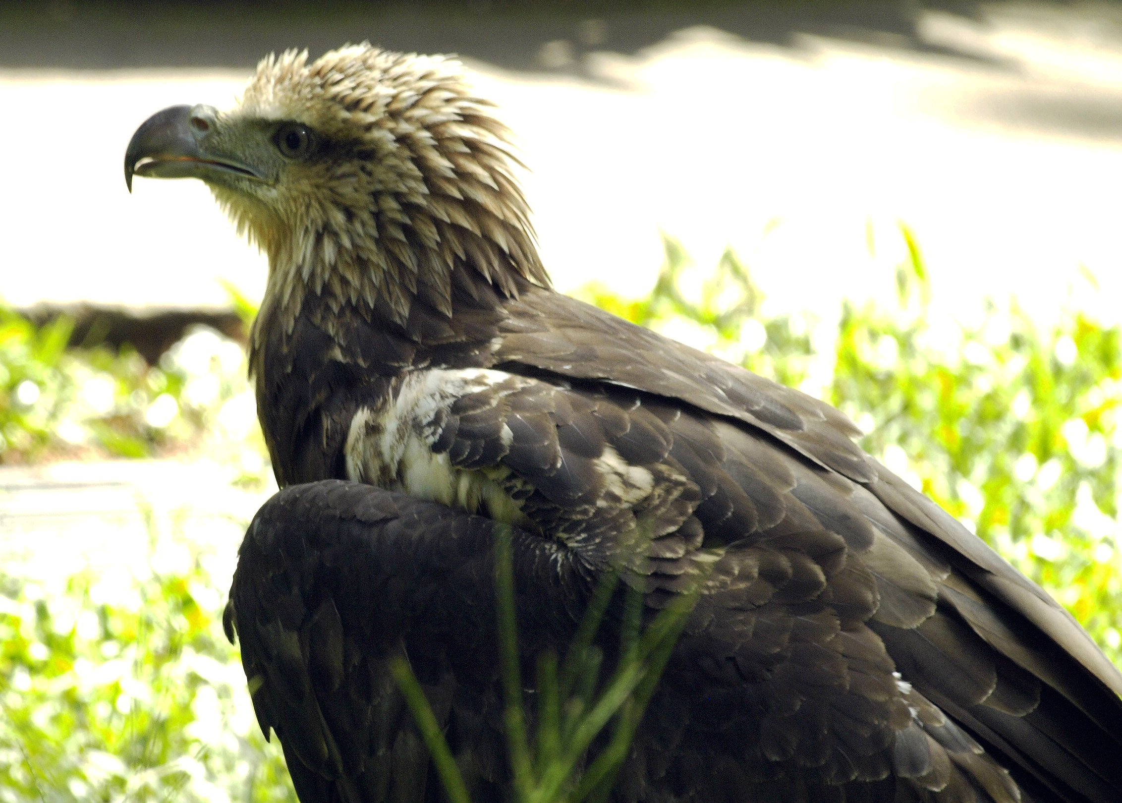 Juvenile White-bellied Fish Eagle