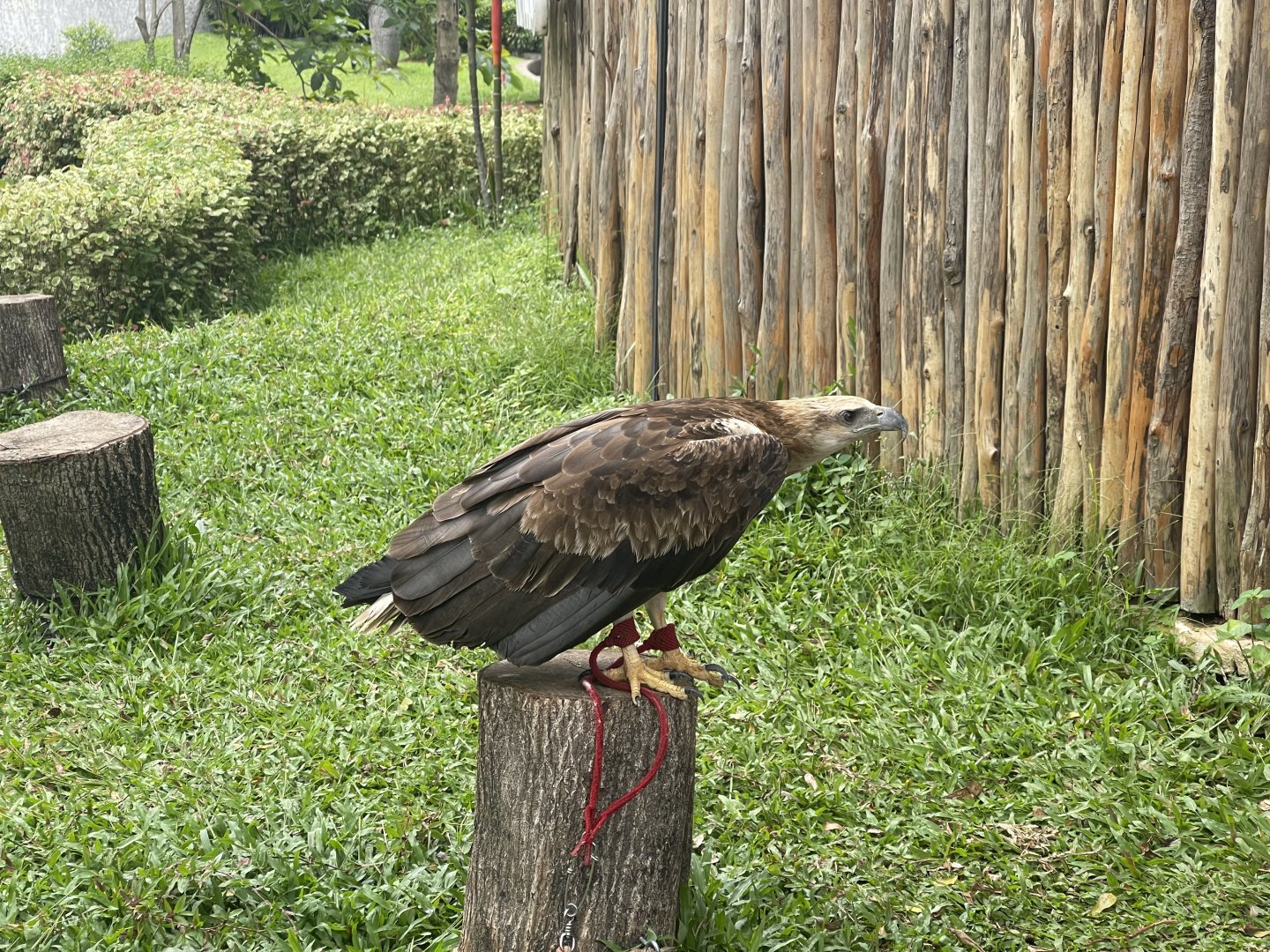 juvenile white-bellied sea eagle (icthyophaga leucogaster) - taman burung
