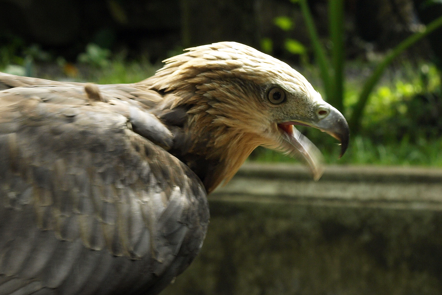 Juvenile White-bellied Sea eagle