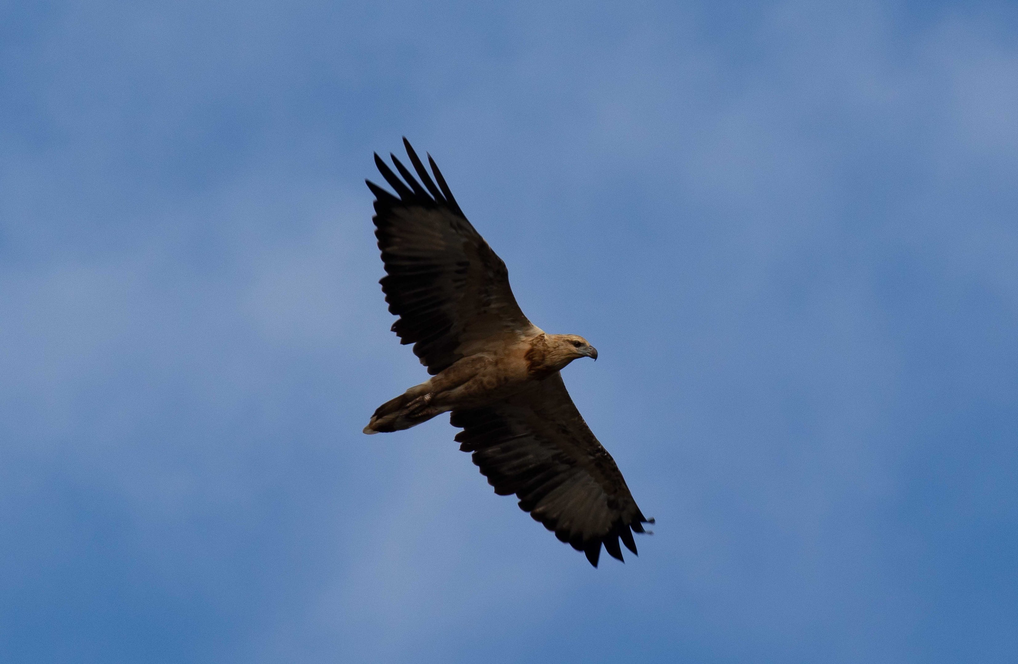 Juvenile White-bellied Sea-eagle