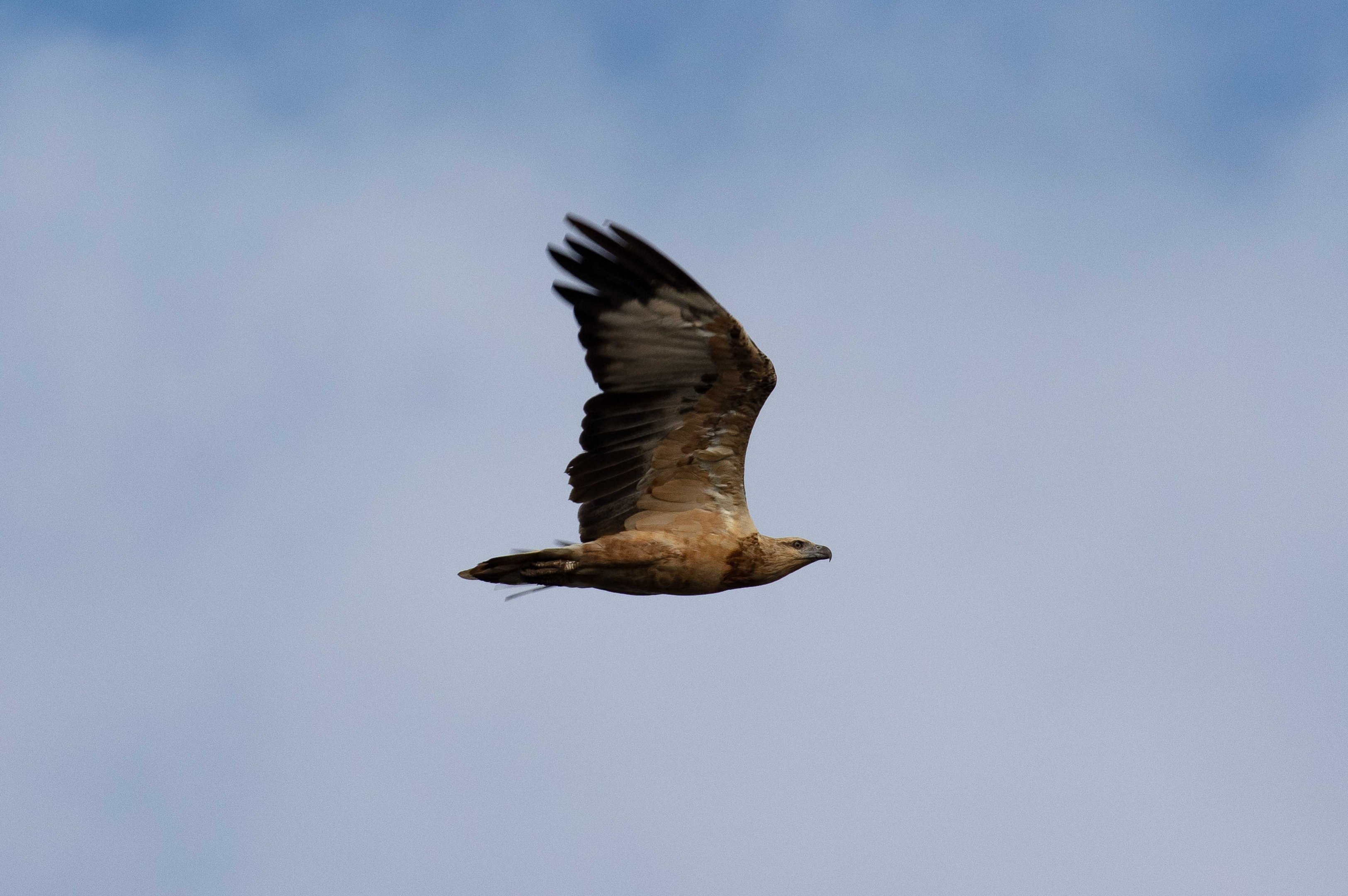 Juvenile White-bellied Sea-eagle