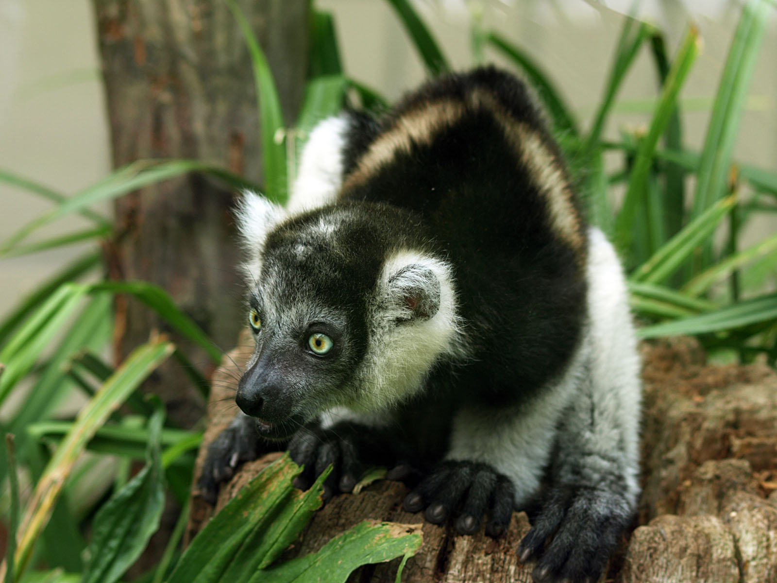 Juvenile White-belted Ruffed lemur