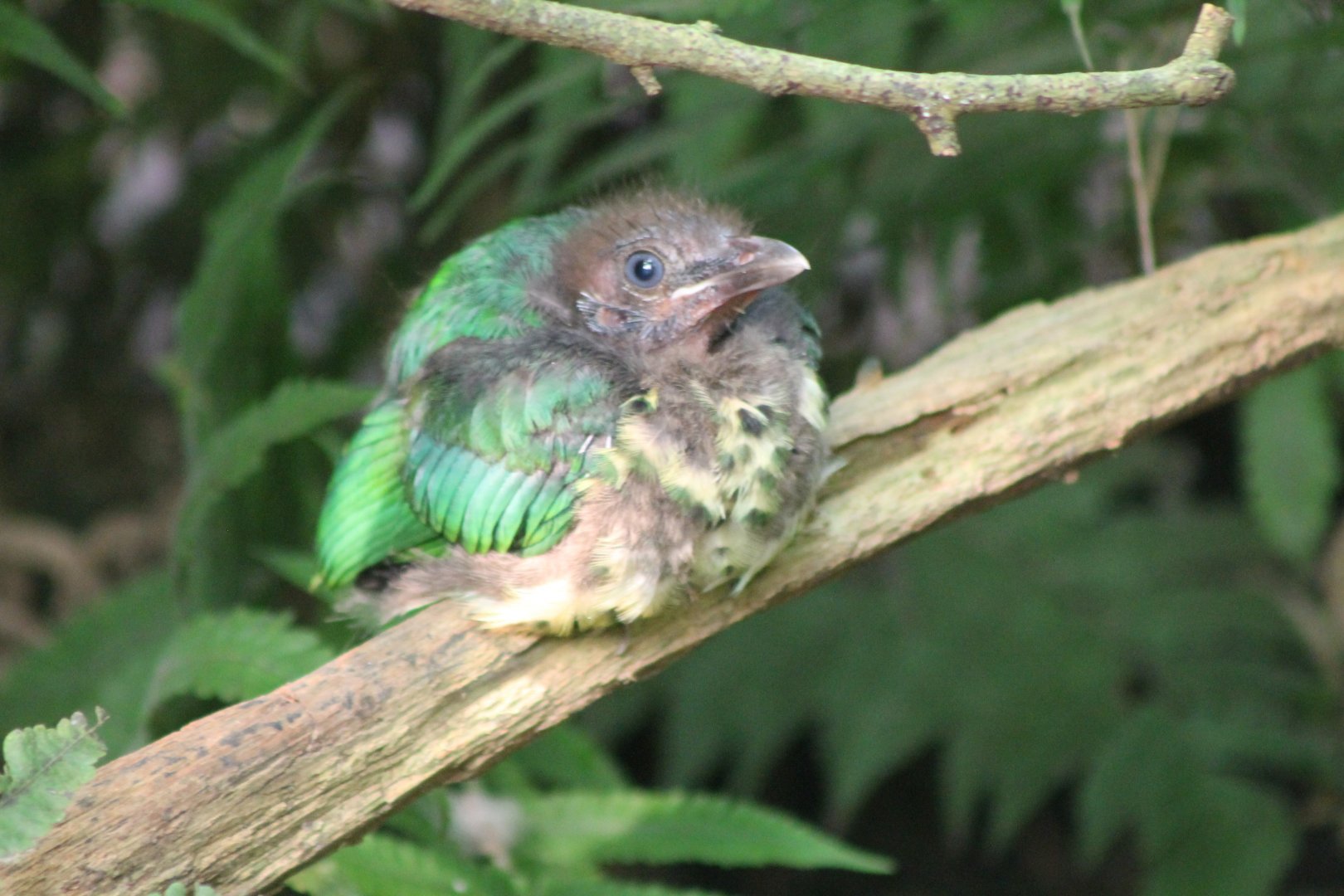 Juvenile White-eared catbird