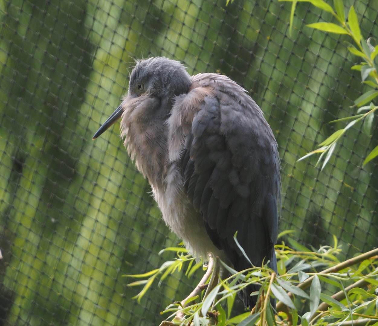 Juvenile White-faced heron (Egretta novaehollandiae), 2025-07-13