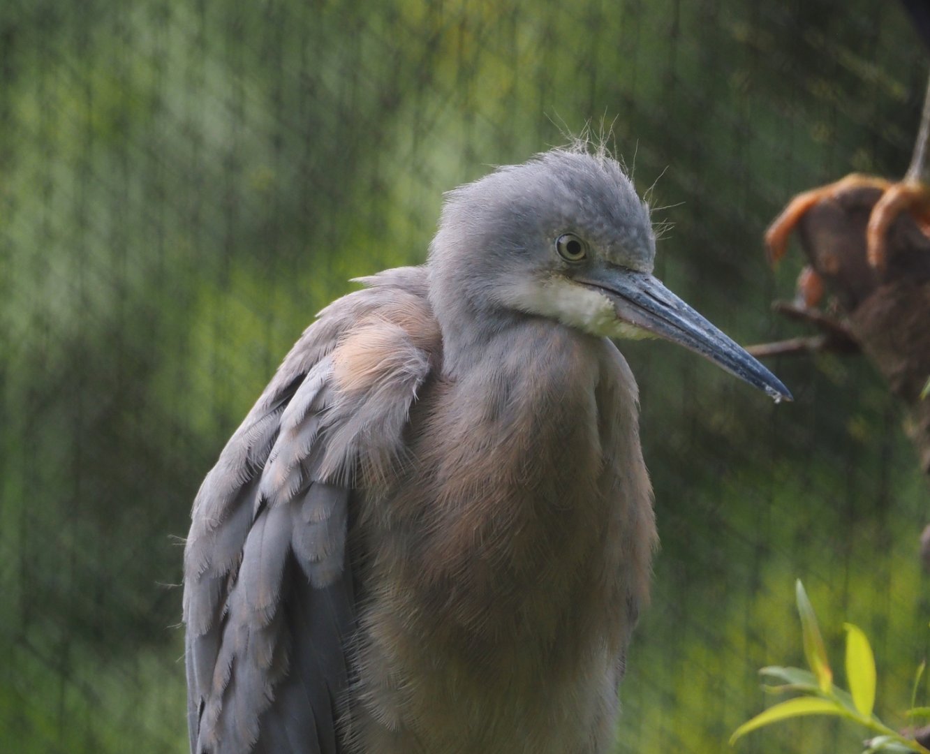 Juvenile White-faced heron (Egretta novaehollandiae), 2025-07-13