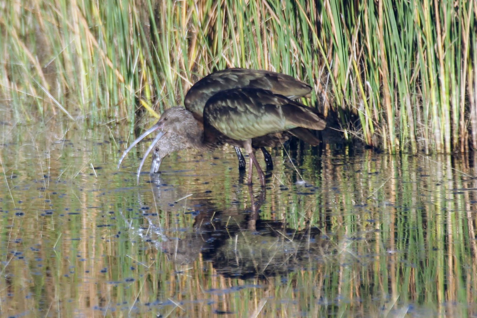 Juvenile White-faced Ibis
