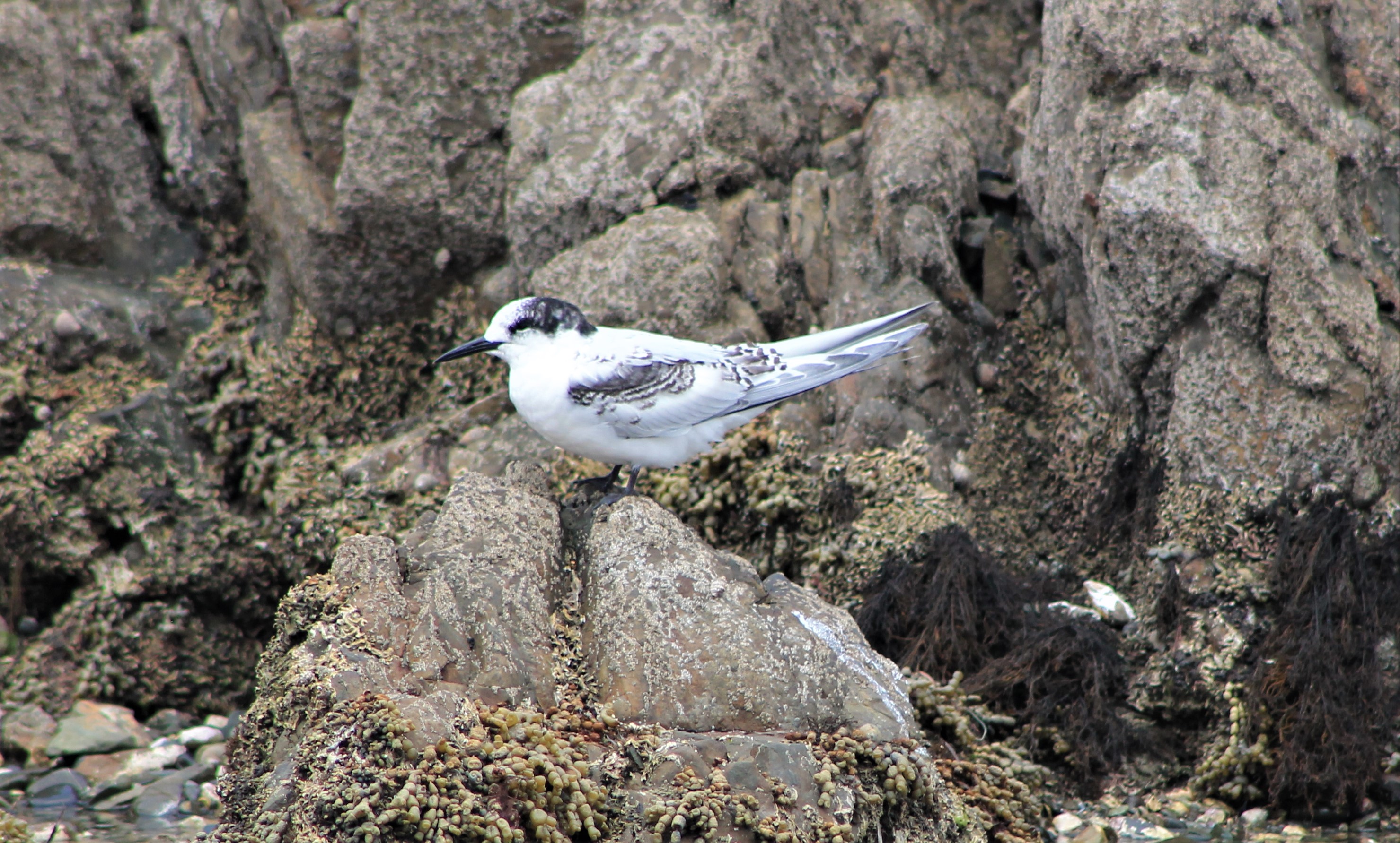 Juvenile White-fronted Tern (Sterna striata)