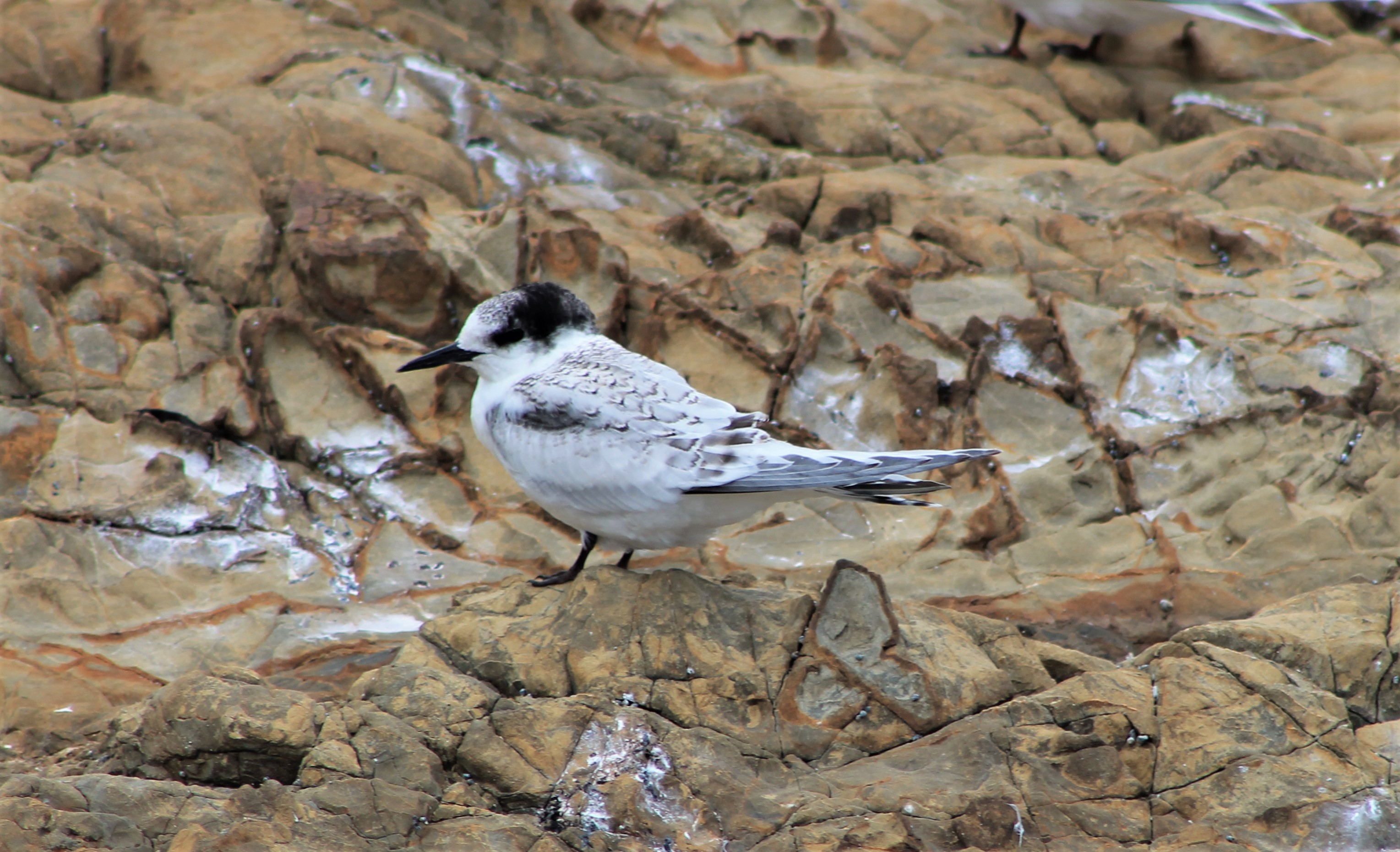Juvenile White-fronted Tern (Sterna striata)