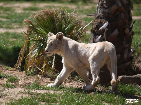 juvenile white lion