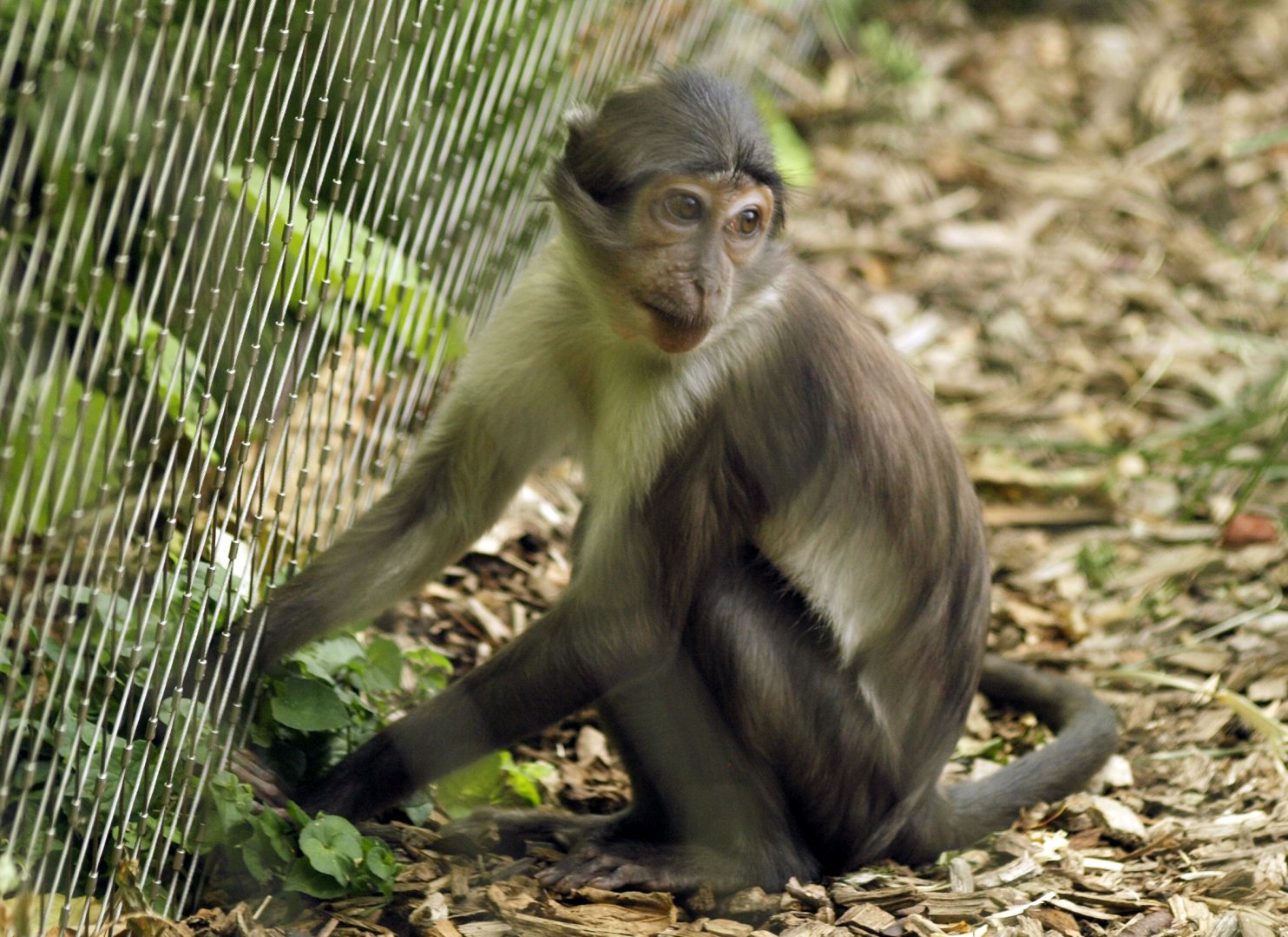 Juvenile White-naped mangabey