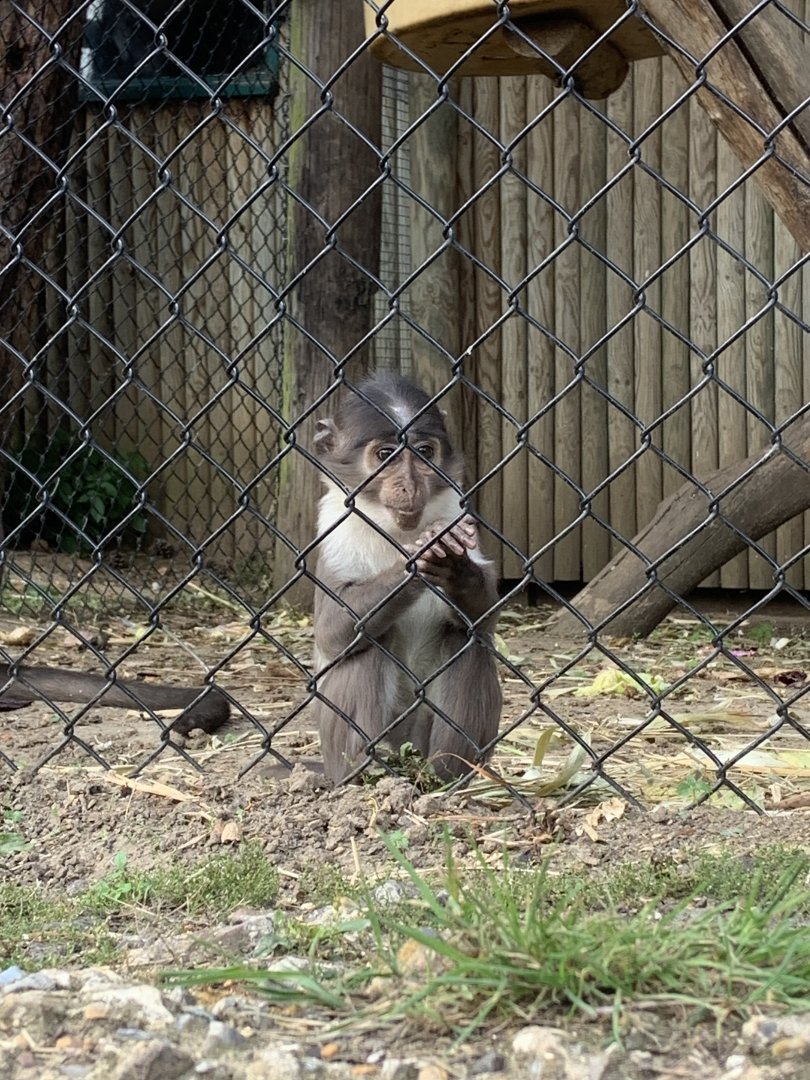 Juvenile white-naped mangabey
