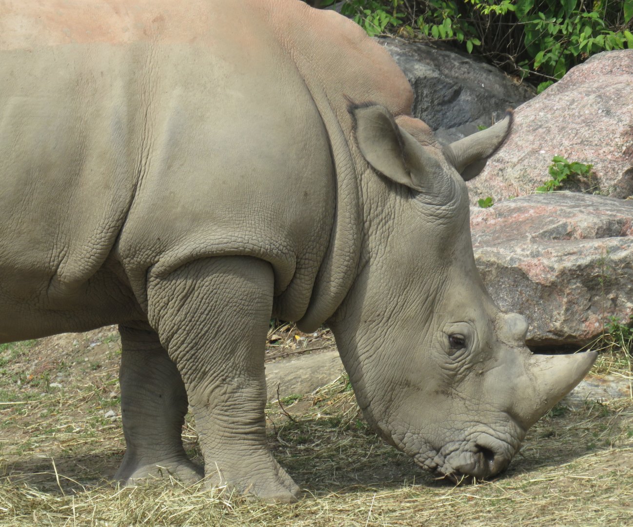 Juvenile white rhinoceros