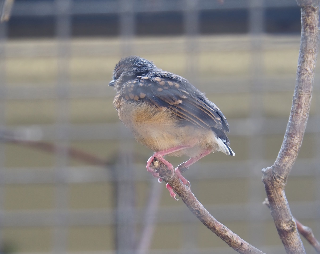 Juvenile White-rumped shama (Copsychus malabaricus), 2022-09-04