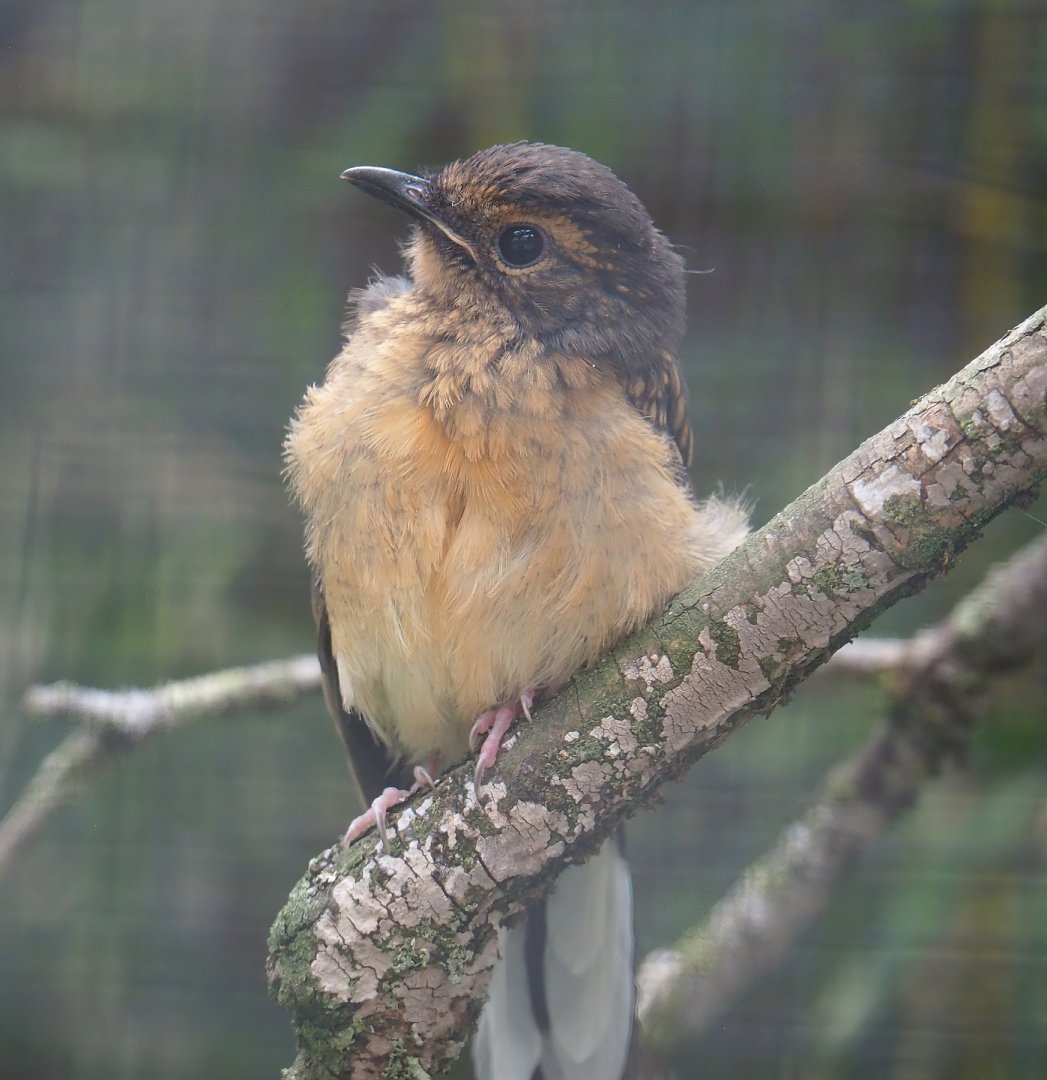 Juvenile White-rumped Shama (Copsychus malabaricus), 2023-07-02