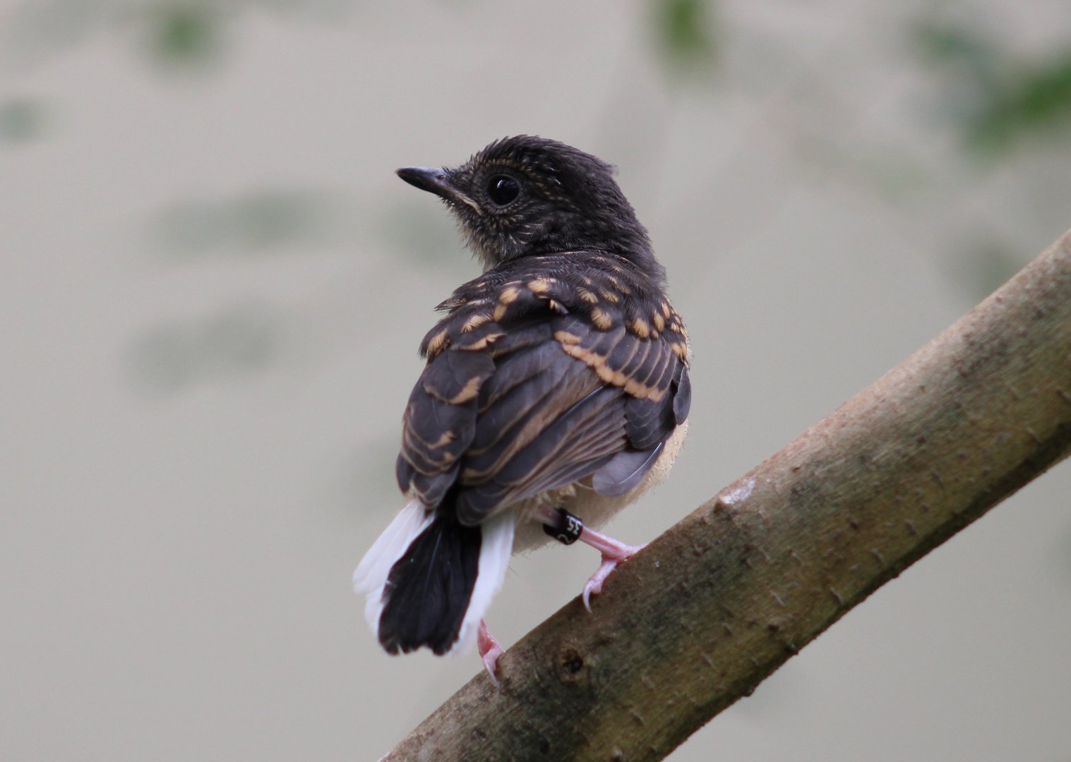 Juvenile White-rumped shama