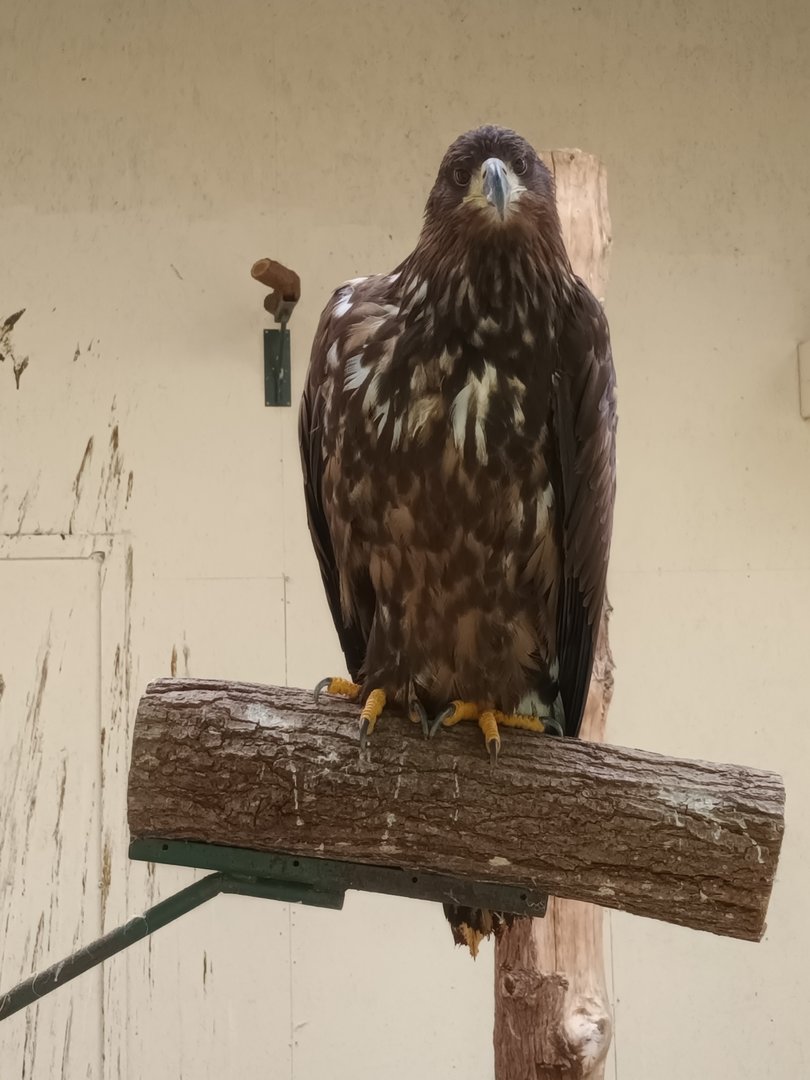 Juvenile White tailed sea eagle