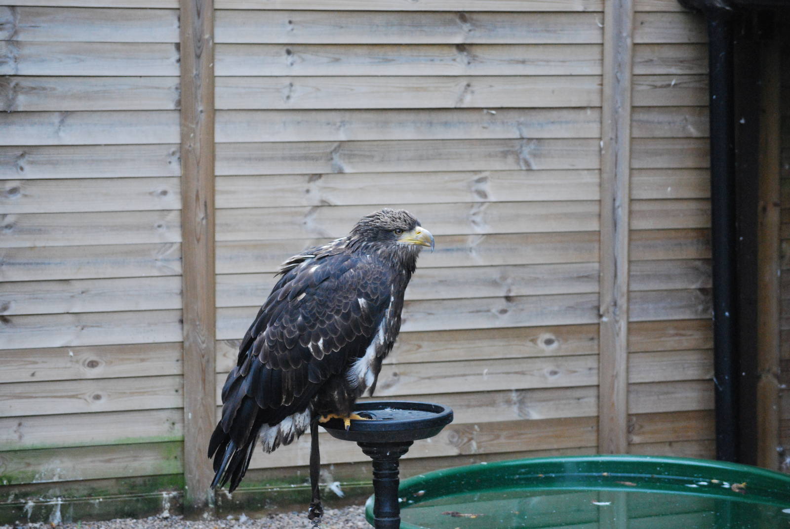 Juvenile White-tailed Sea Eagle